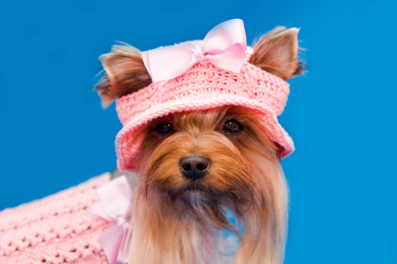 穿粉色套装和帽子的约克郡犬图片素材 蓝色背景下约克郡犬穿着粉红色礼服和帽子创意图片 Jpg格式 未来素材下载