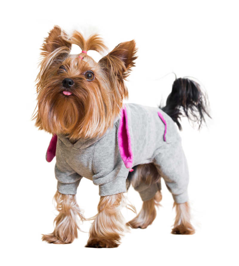 白色背景下穿灰色套装扎小辫的时尚狗狗