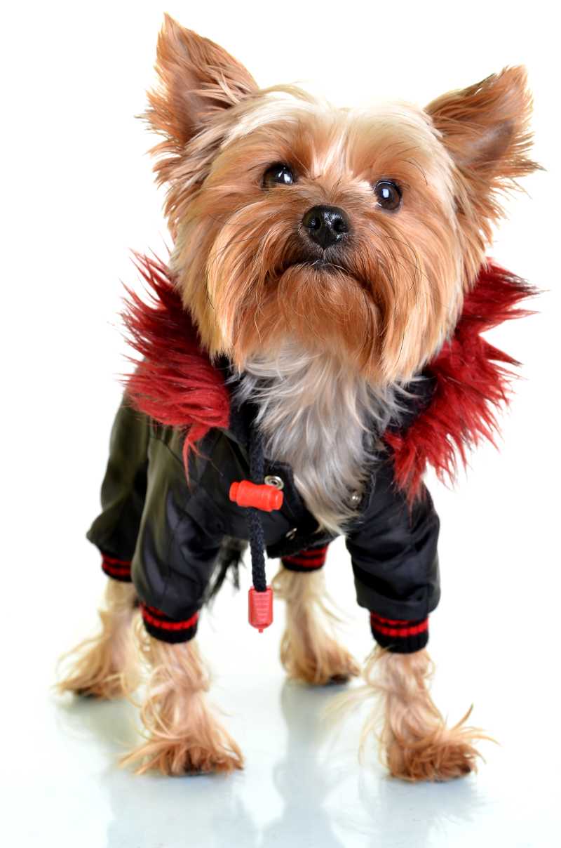 白色背景下穿黑色时尚套装的约克郡犬