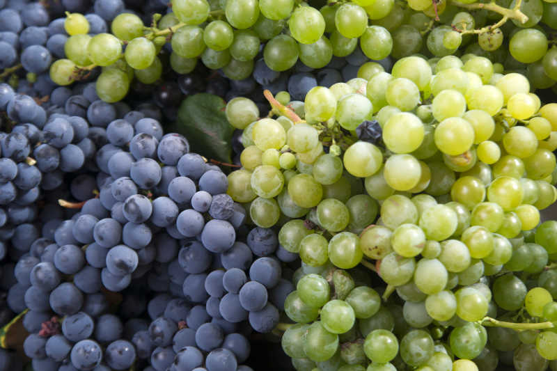 收获的葡萄