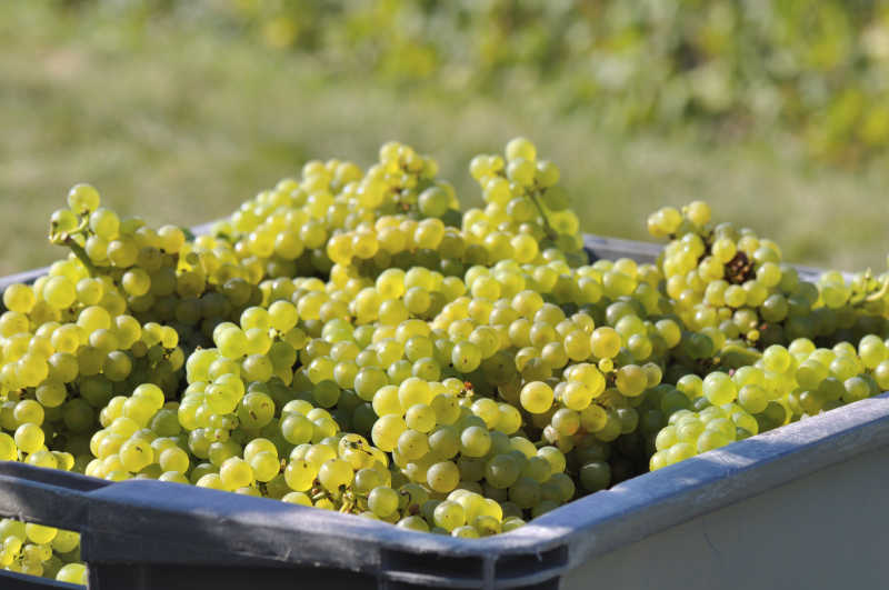 在收获季节的一箱葡萄特写