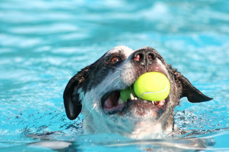 在公共游泳池里游泳的宠物狗