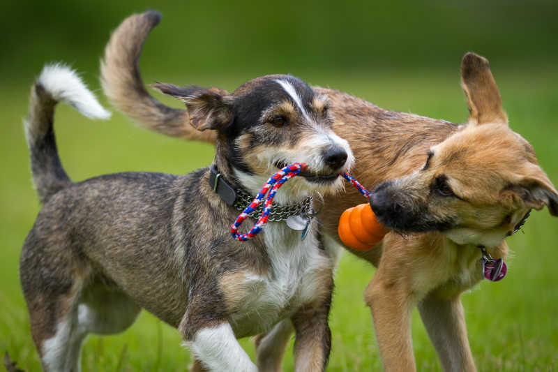 两只玩球的狗狗