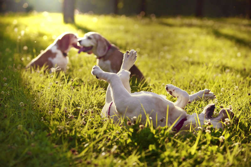三只在草地上玩耍的狗狗