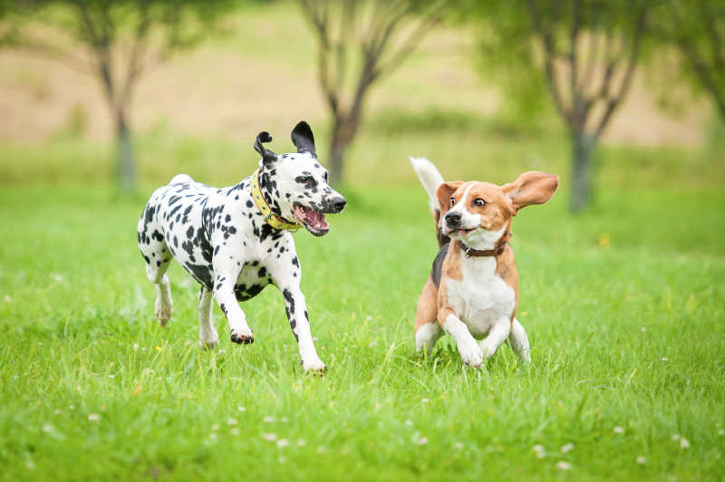 两只在草地上奔跑的狗狗