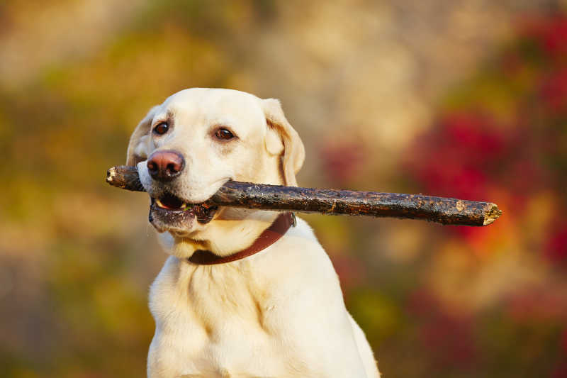 秋季带木棒的拉布拉多寻回犬