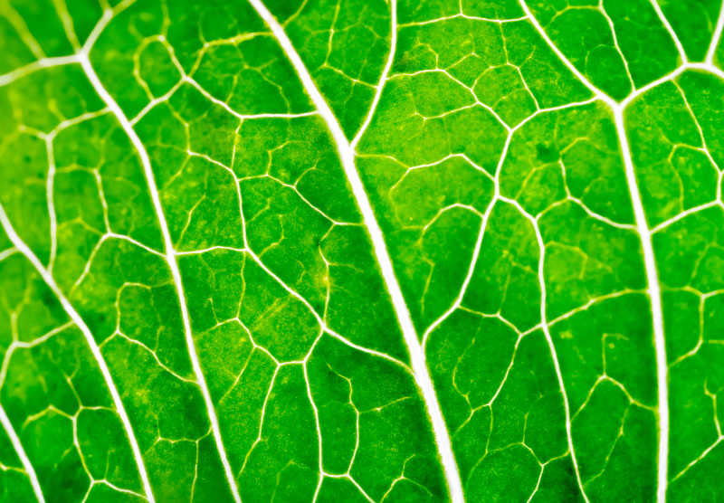 绿色叶片自然条纹纹理背景