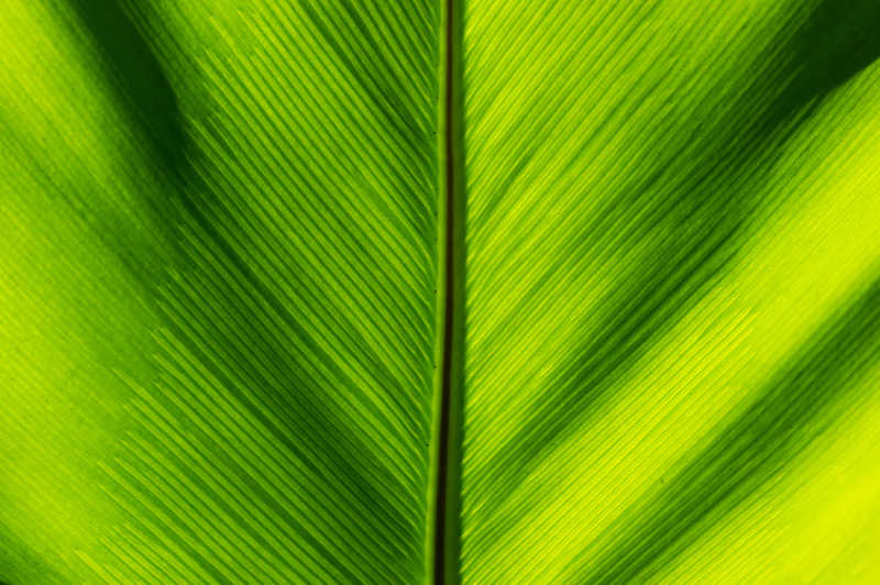 绿色叶片细条纹纹理背景