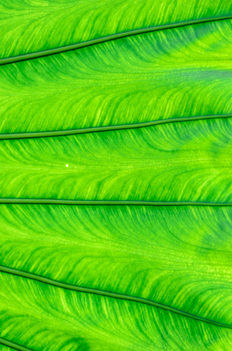 叶片纹理背景图片-嫩绿色植物叶片纹理背景素材-高清图片-摄影照片-寻