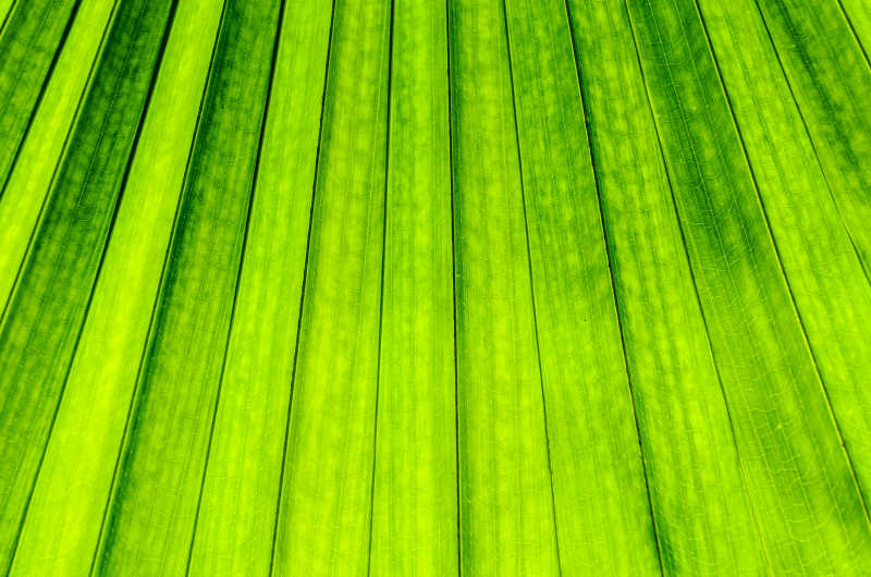 绿色叶片条纹纹理背景