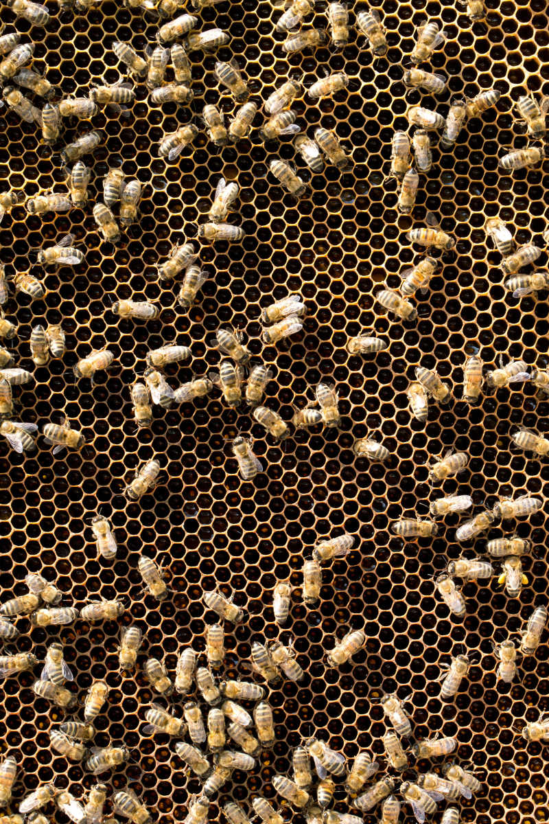 变化蜂巢组织图图片