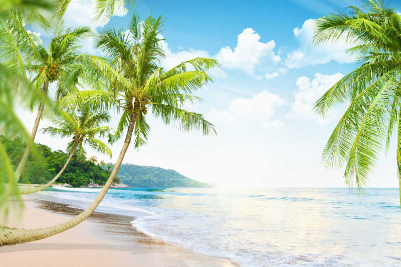 晴朗阳光下的海滩与棕榈树