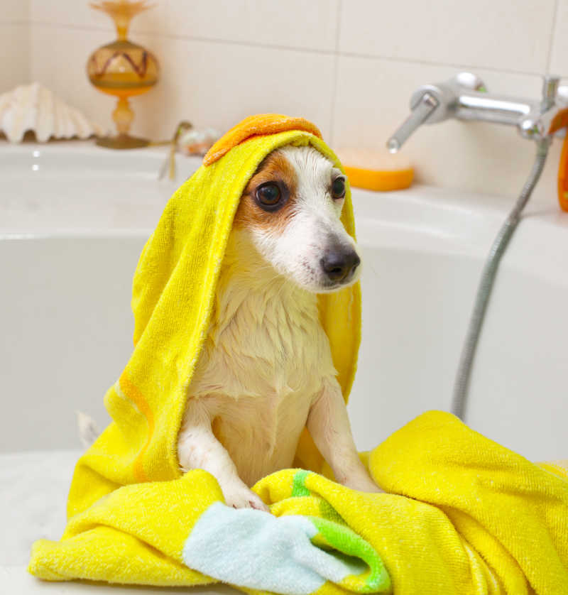宠物洗澡照片图片