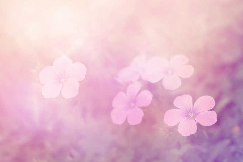 模糊背景下的花