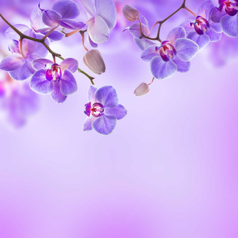兰花图片 紫色背景下的兰花素材 高清图片 摄影照片 寻图免费打包下载