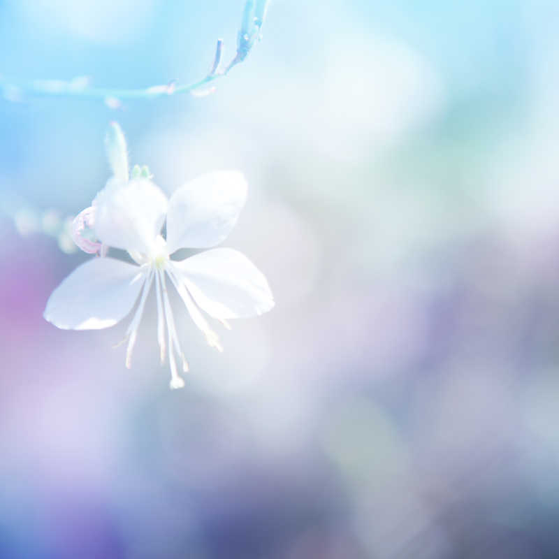 虚化背景下的白色花朵