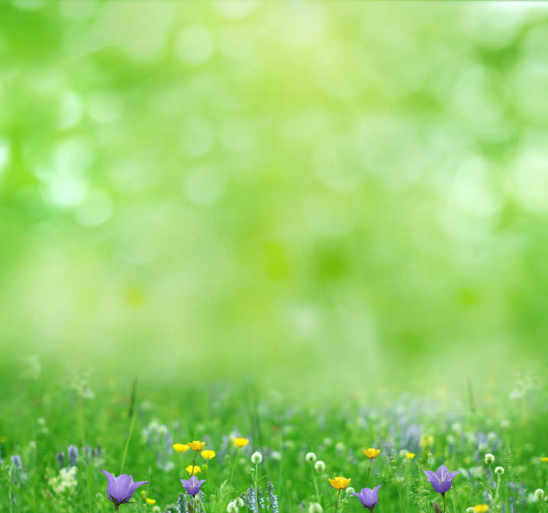 绿色背景下的小花朵