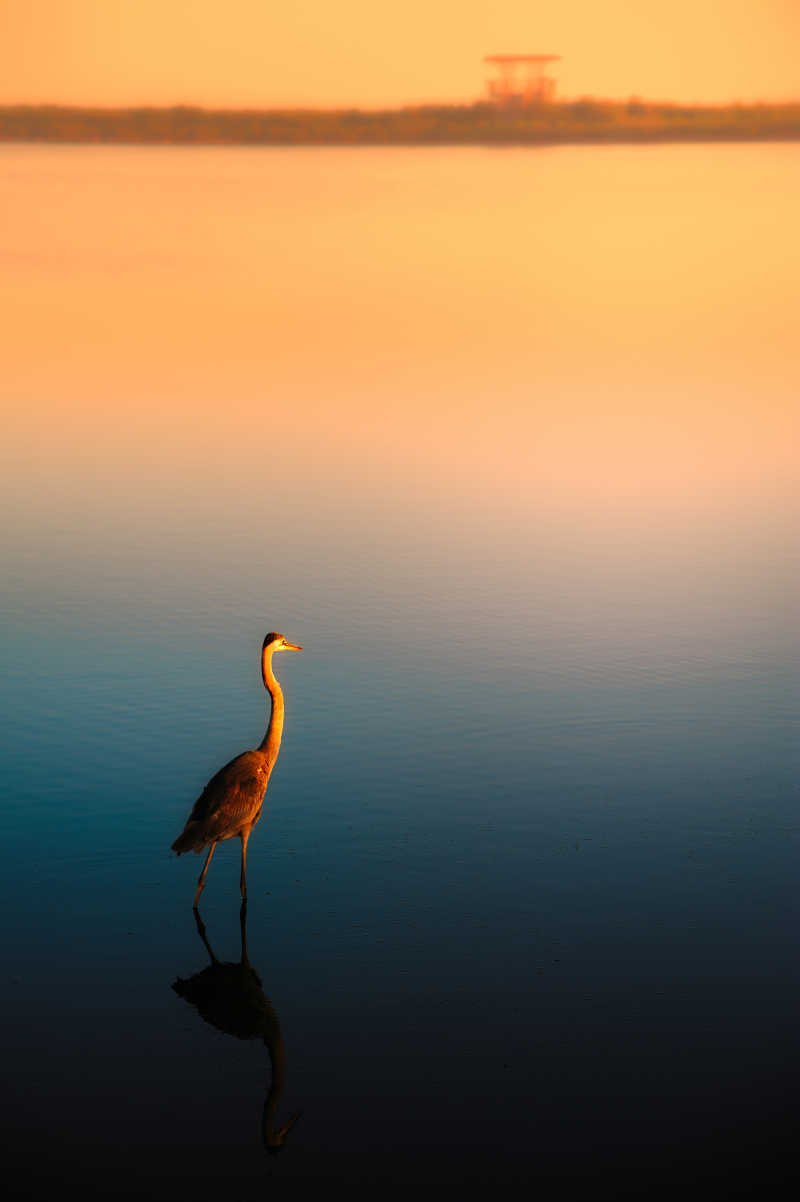 孤独的白鹭在湖在日落中散步