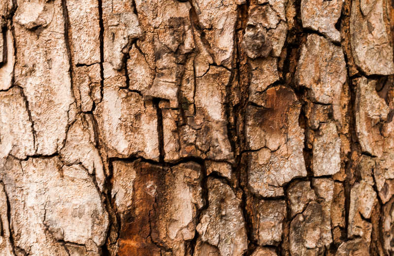 树皮的纹理