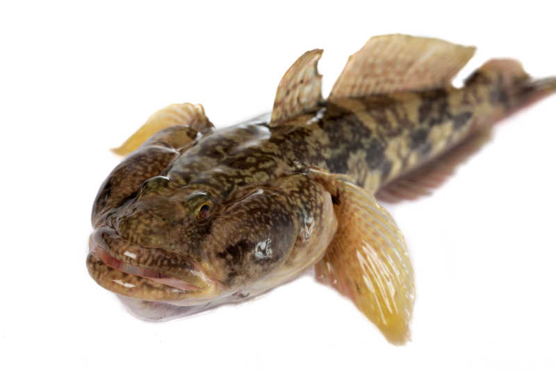 白色背景中的虾虎鱼