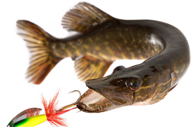 大型淡水水库捕食鱼