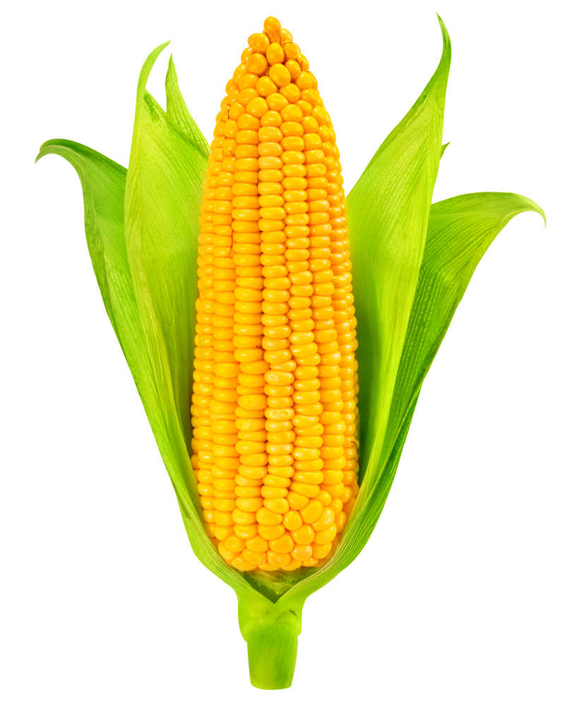 玉米图片高清真实图片