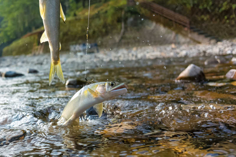 小溪里被鱼钩勾住的鱼