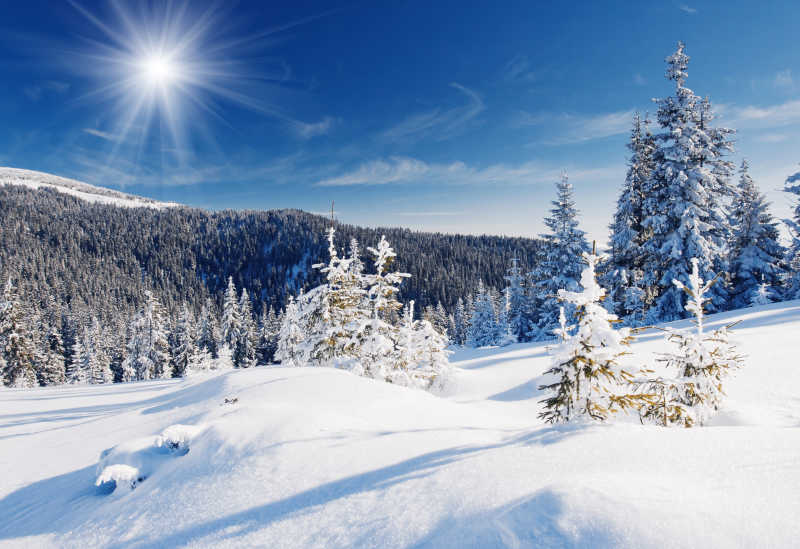 冬天的树木覆盖着白雪