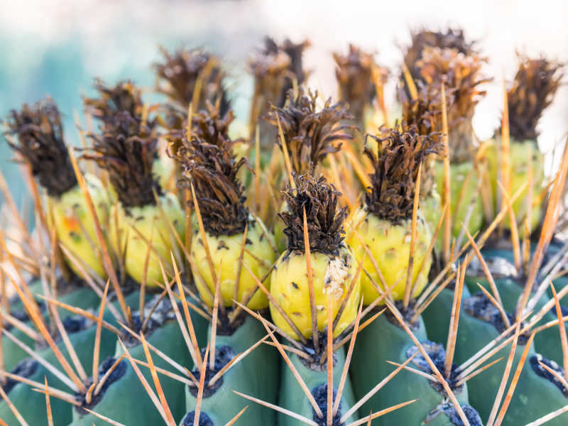 仙人球上的小果实