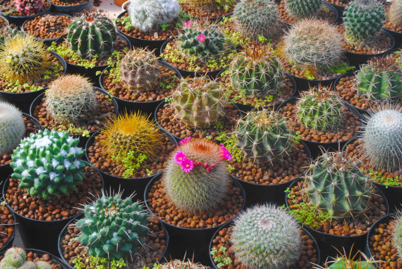 不同大小的仙人球