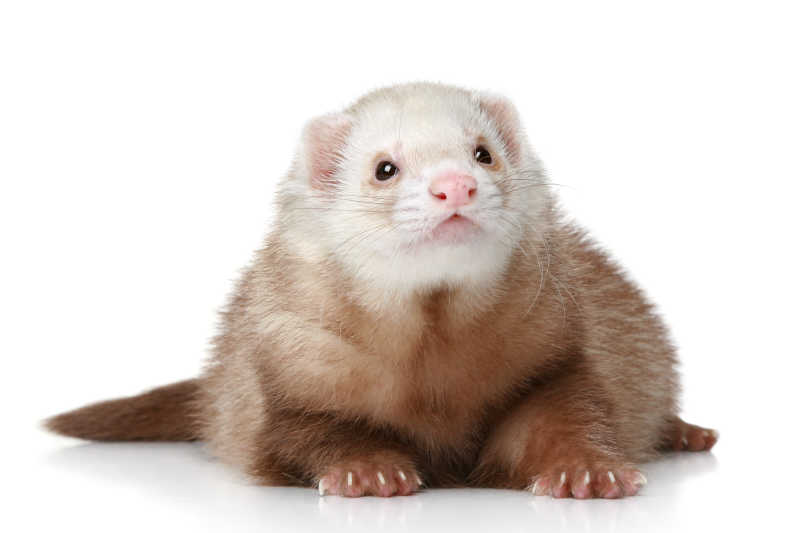 趴在白色背景上的雪貂