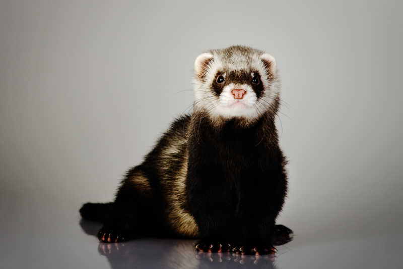 灰色背景上的黑貂