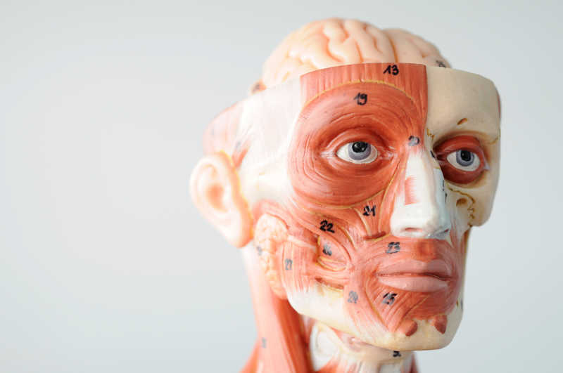 面部解剖模型特写
