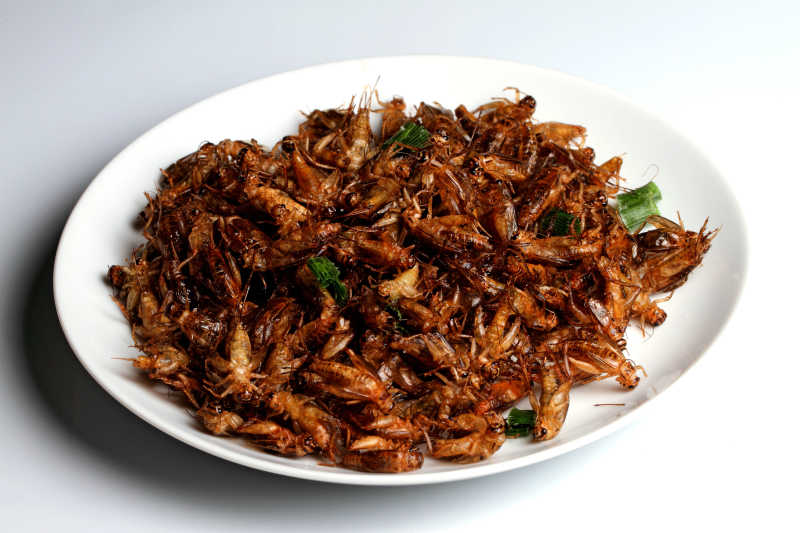 炸昆虫