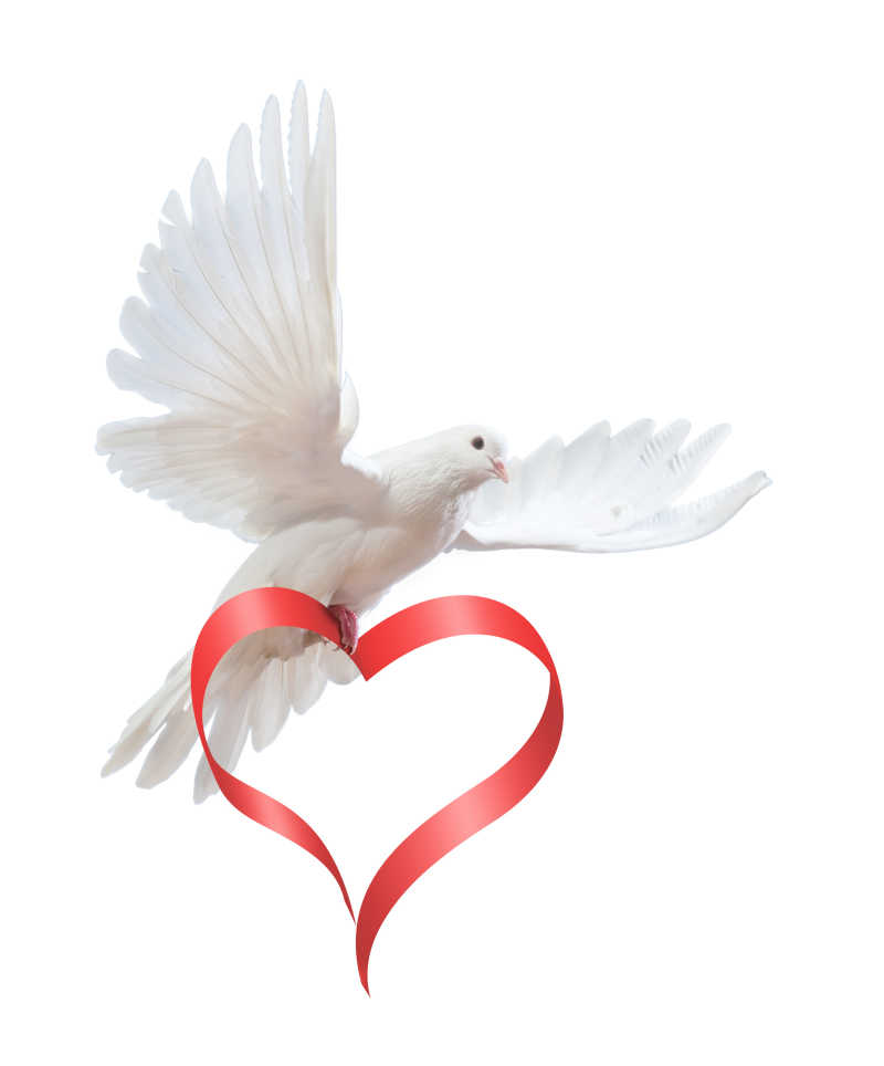 抓着红色彩带飞翔的鸽子