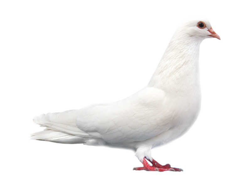 站立的白色鸽子