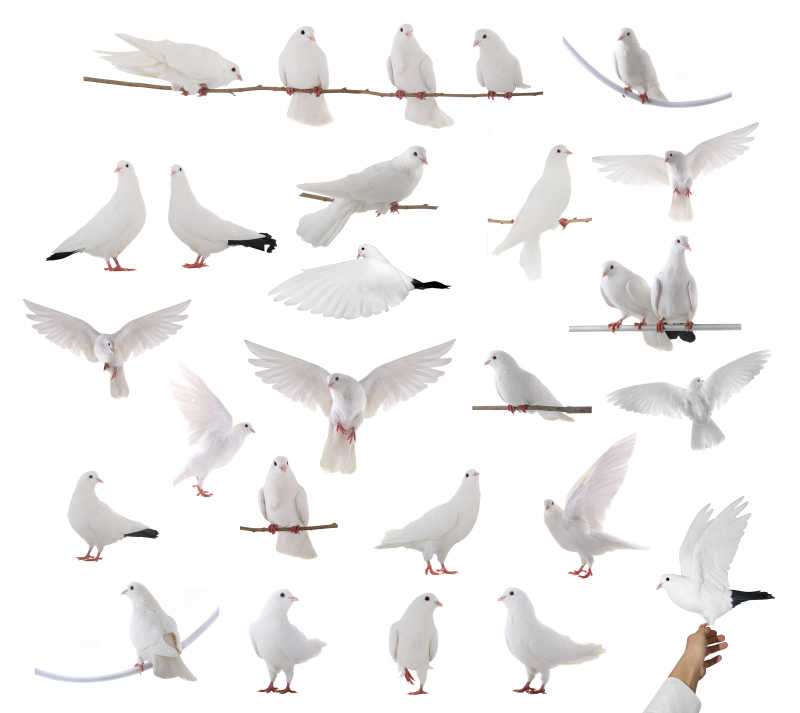 白色背景上的鸽子
