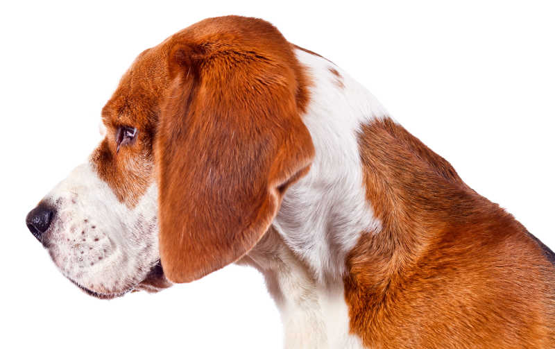 比格犬侧面特写