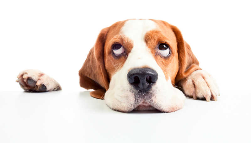 趴着的比格犬头部特写