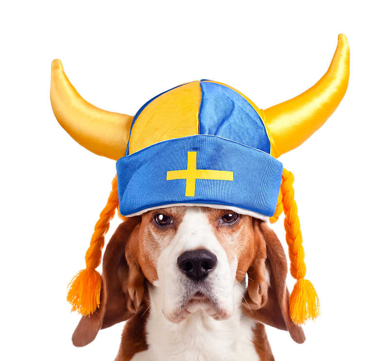 戴着帽子的比格犬