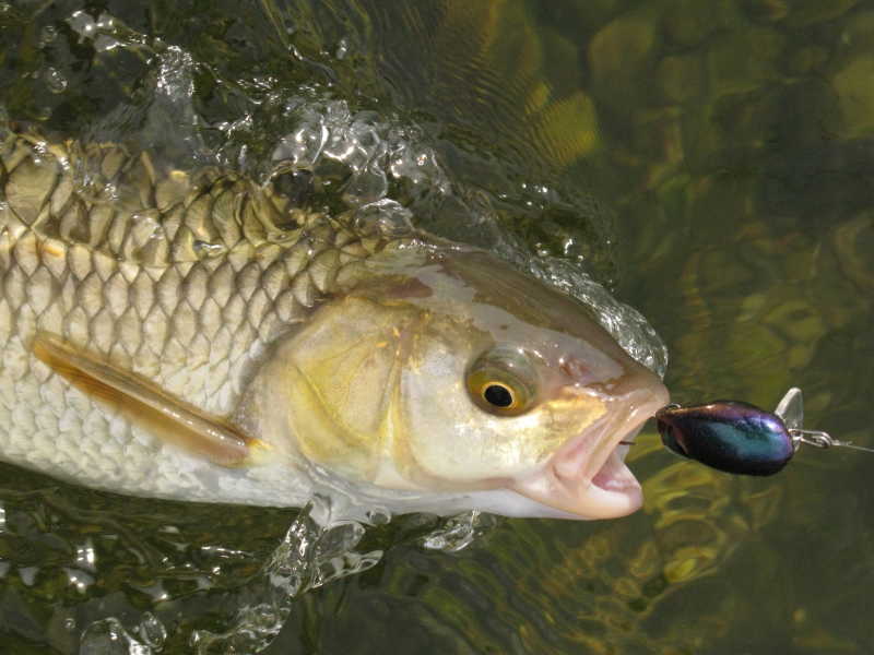 钓上来的鱼特写
