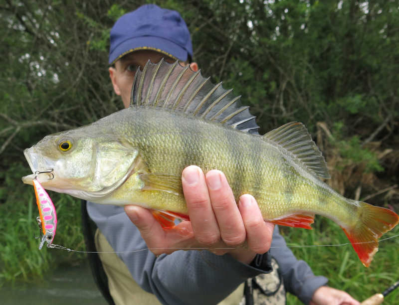渔夫钓来的鱼特写