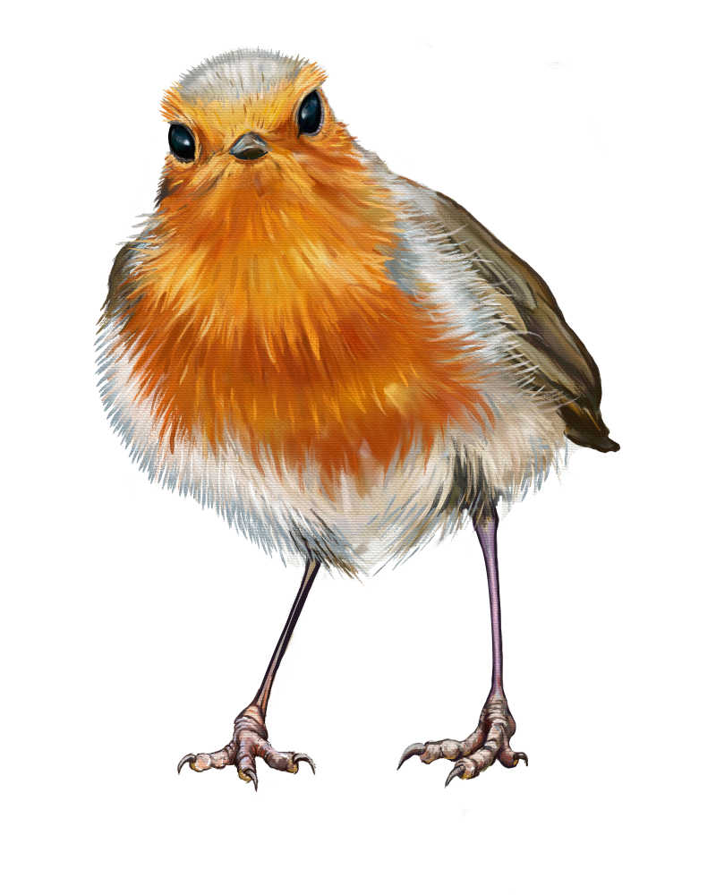 罗宾数码绘画小鸟