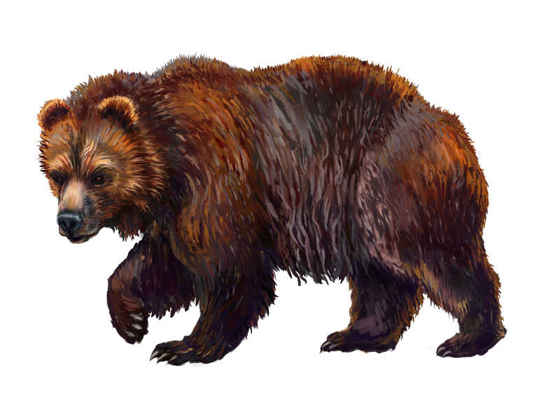 数字绘画棕熊