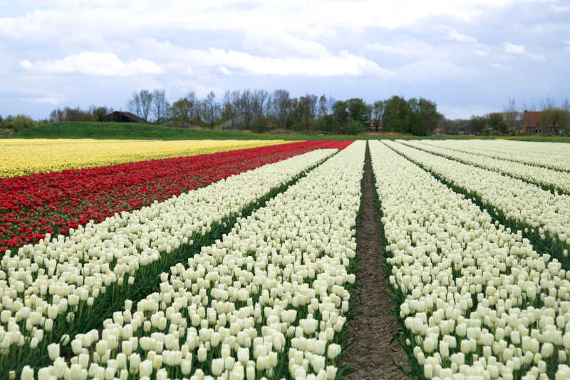 蓝天白云下种满郁金香的田地
