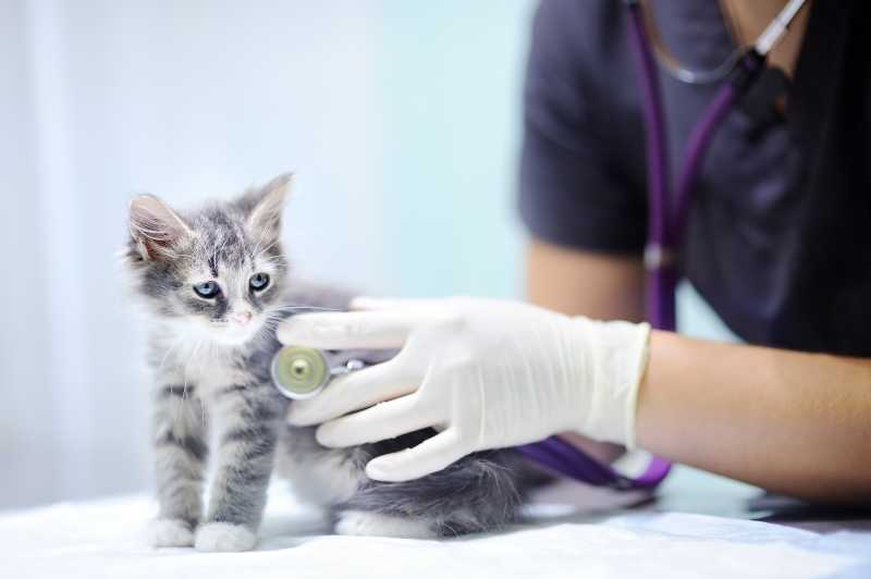 兽医用听诊器为可爱的小猫猫体检