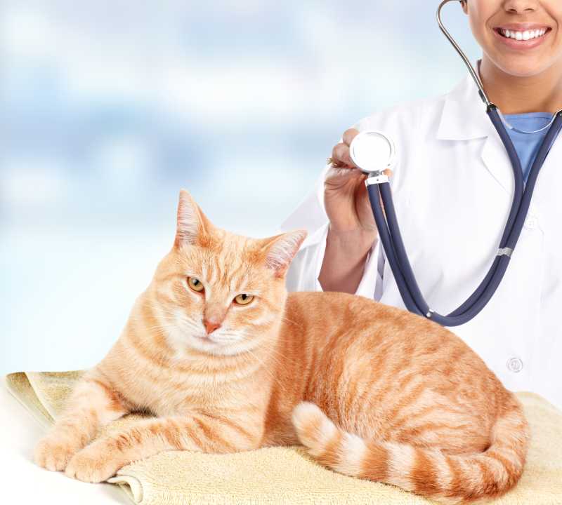 宠物猫接受兽医的检查