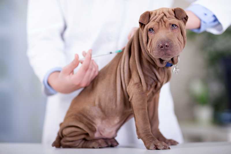 兽医为宠物狗打疫苗针