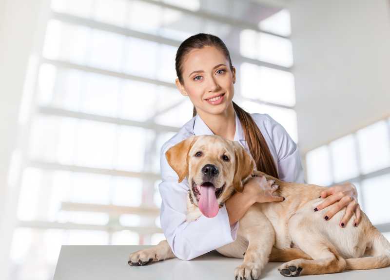 白色背景下的女兽医和宠物狗