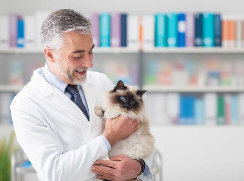 在兽医诊所男医生抱着宠物猫
